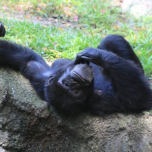 Chimpanzee