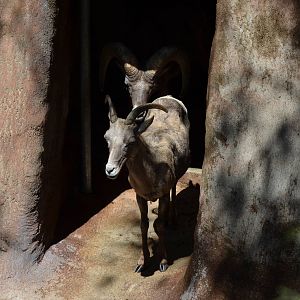 Desert Bighorn Sheep