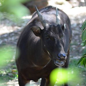 Lowland Anoa