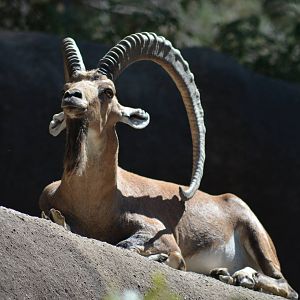 Nubian Ibex