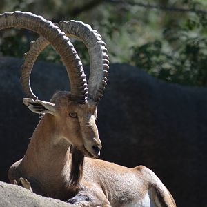 Nubian Ibex