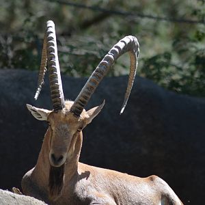 Nubian Ibex
