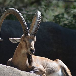 Nubian Ibex