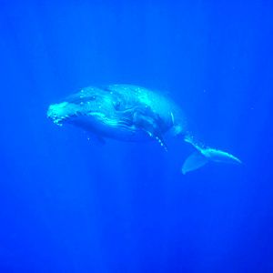 Humpback Whales