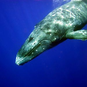 Humpback Whale