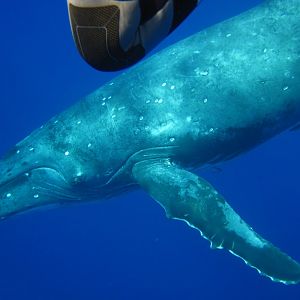 Humpback Whale