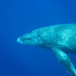 Humpback