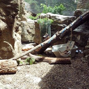Bobcat Exhibit