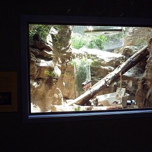 Bobcat Exhibit