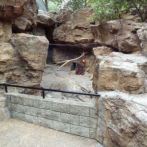 Raccoon Exhibit
