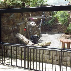 Bobcat Exhibit