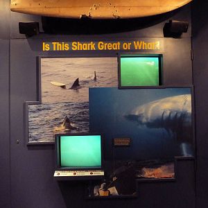 Discover The Bay - Shark Display