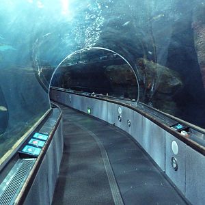 Under The Bay - Walk-Through Tunnel