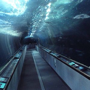 Under The Bay - Walk-Through Tunnel