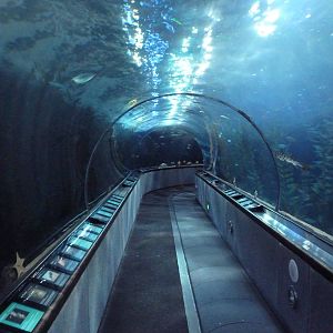 Under The Bay - Walk-Through Tunnel