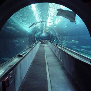 Under The Bay - Walk-Through Tunnel