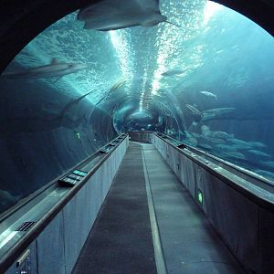 Under The Bay - Walk-Through Tunnel