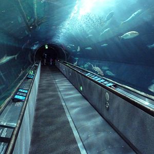 Under The Bay - Walk-Through Tunnel