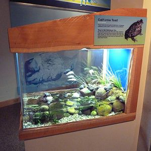 Touch The Bay - California Toad Exhibit