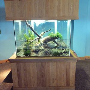 Touch The Bay - Western Pond Turtle Exhibit