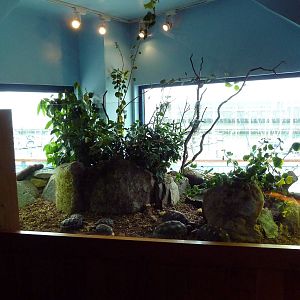 Touch The Bay - Cherry-Head Red-Foot Tortoise Exhibit