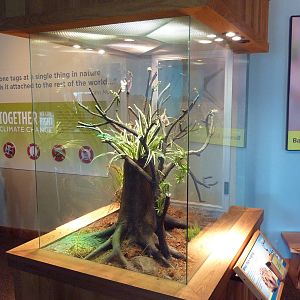 Touch The Bay - African Pygmy Hedgehog Exhibit