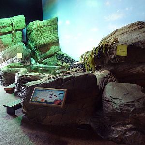 Touch The Bay - Coastal California Tide Pool