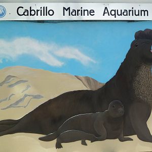 Elephant Seal Mural