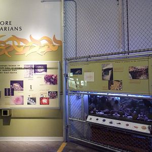 Seashore Vegetarians