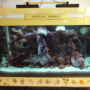 Plantlike Animals