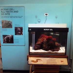 Moray Eel Tank