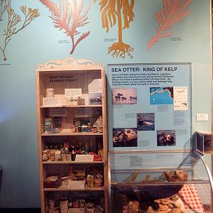 Kelp Display + Stuffed Sea Otter