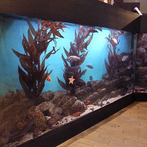 Kelp Forest Tank