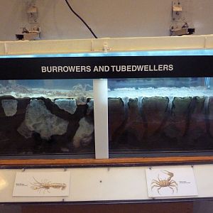 Burrowers + Tubedwellers