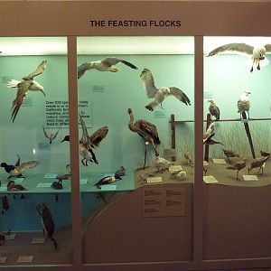 The Feasting Flocks Display