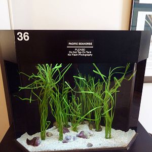 Pacific Seahorse Tank