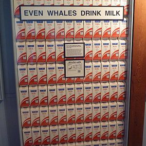 Milk-Drinking Baby Gray Whale Display