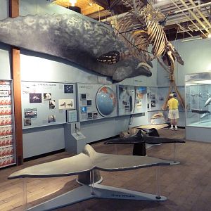 Whale Gallery