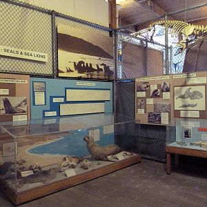 Pinniped Gallery