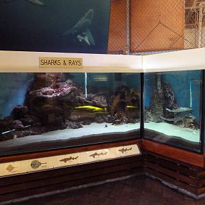 Sharks + Rays