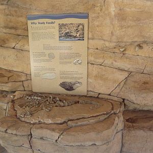 Fossil Wall
