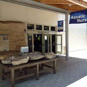 Aquatic Nursery + Fossil Display