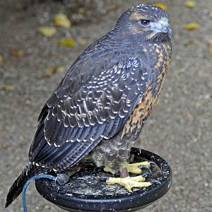 CHILEAN BLUE BUZZARD-EAGLE