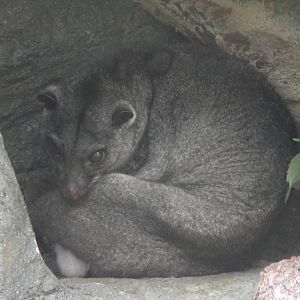 ground cuscus 100711