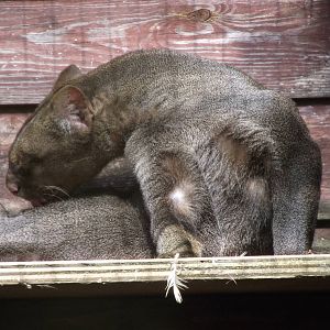 jaguarundi 100711