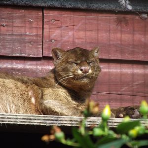 jaguarundi 100711