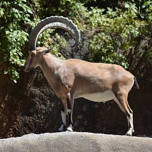 Nubian Ibex