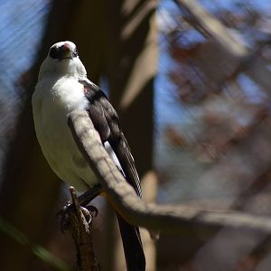White-headed Buffalo Weaver