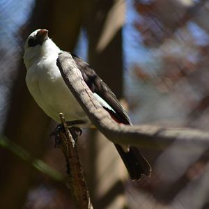 White-headed Buffalo Weaver