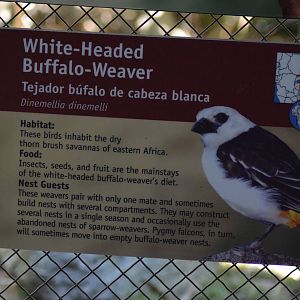 White-headed Buffalo Weaver Signage